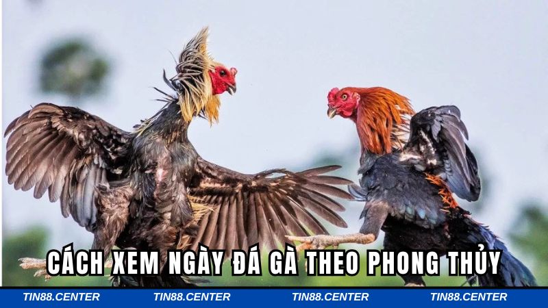 Cách thức xem ngày đá gà đơn giản nhất
