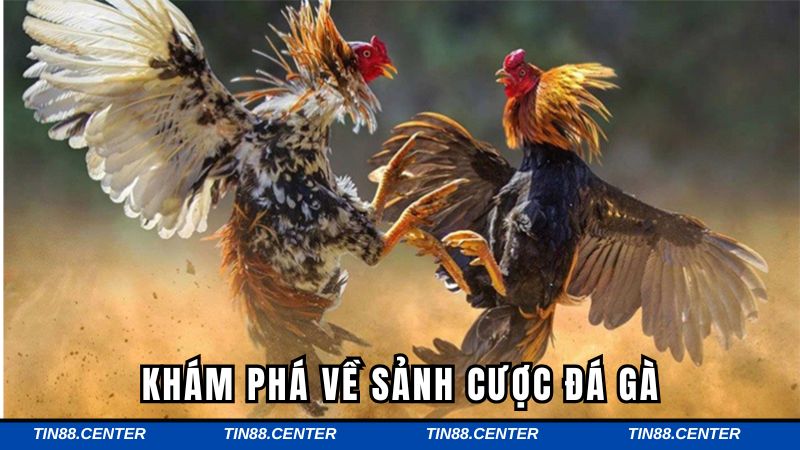 Khám phá sơ lược về bộ môn đá gà cực hot