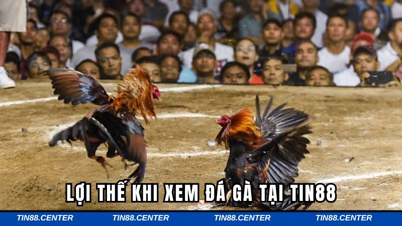 Ưu điểm khi tham gia cá cược tại Tin88
