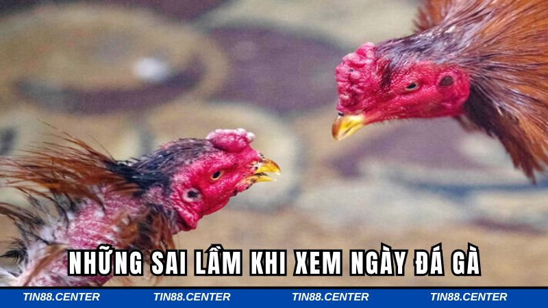 Sai lầm cần nắm khi theo dõi ngày đá gà