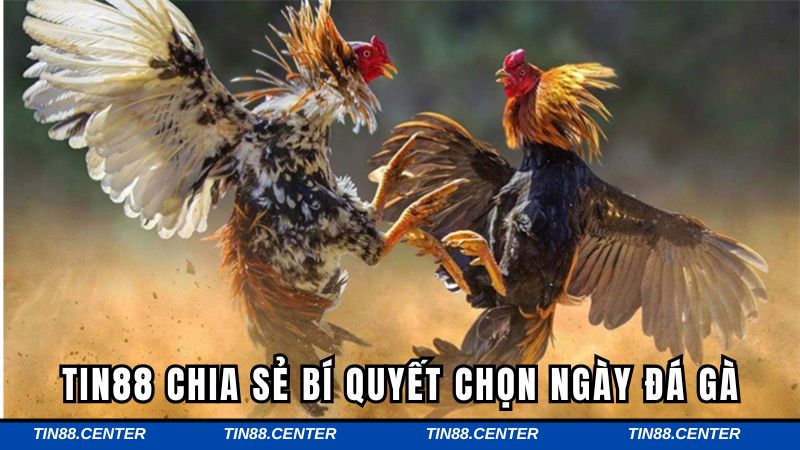 Bí quyết xem ngày gà đá hiệu quả cao