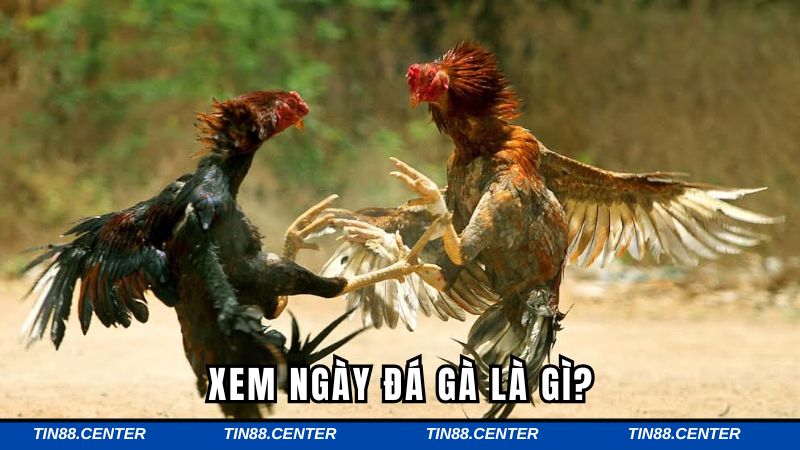 Tìm hiểu về hình thức xem ngày đá gà