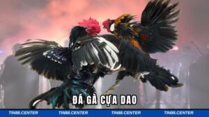 Đá Gà Cựa Dao - Bí Quyết Cược Hiệu Quả Cho Người Chơi